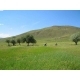 ARAZİ